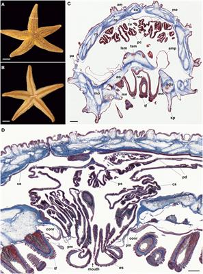 Functional Characterization of Paralogous Gonadotropin-Releasing Hormone-Type and Corazonin-Type Neuropeptides in an Echinoderm